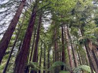 10. Tag: Rotorua bis Tongariro-Nationalpark – Redwoods – Whakarewarewa Forest bei Rotorua &ndash; &copy; Andreas Wolfsteller (Eberhardt TRAVEL)