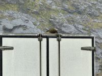 16. Tag: Dunedin bis Milford Sound – Keas vor dem Homer Tunnel &ndash; &copy; Andreas Wolfsteller (Eberhardt TRAVEL)