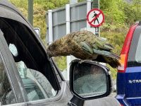 16. Tag: Dunedin bis Milford Sound – Keas vor dem Homer Tunnel &ndash; &copy; Andreas Wolfsteller (Eberhardt TRAVEL)