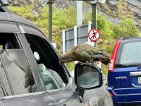 16. Tag: Dunedin bis Milford Sound – Keas vor dem Homer Tunnel &ndash; &copy; Andreas Wolfsteller (Eberhardt TRAVEL)