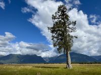 19. Tag: Queenstown bis Fox Glacier – Spaziergang um den Lake Matheson &ndash; &copy; Andreas Wolfsteller (Eberhardt TRAVEL)
