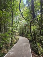 Waipoua-Wald 1 &ndash; &copy; Mariele Legler (Eberhardt TRAVEL)