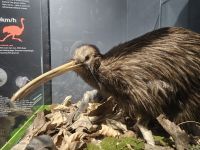 Kiwi &ndash; &copy; Mariele Legler (Eberhardt TRAVEL)