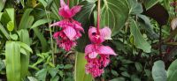33 Orchideenpracht in Singapur &ndash; &copy; Susanne Schirmann (Eberhardt TRAVEL)