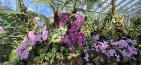 34 Orchideenpracht in Singapur &ndash; &copy; Susanne Schirmann (Eberhardt TRAVEL)