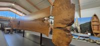 49 Kauri Baum &ndash; &copy; Susanne Schirmann (Eberhardt TRAVEL)