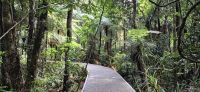 59 auf zu Tane Mahuta &ndash; &copy; Susanne Schirmann (Eberhardt TRAVEL)