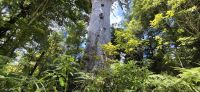 60 Tane Mahuta 2000 Jahre alt &ndash; &copy; Susanne Schirmann (Eberhardt TRAVEL)