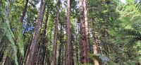 87 Redwood Forest Rotorua &ndash; &copy; Susanne Schirmann (Eberhardt TRAVEL)