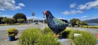 219 Takahe-leider ausgestorben &ndash; &copy; Susanne Schirmann (Eberhardt TRAVEL)