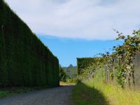 Kiwiplantage  &ndash; &copy; Monika Cortese (Eberhardt TRAVEL)
