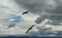 Otago Halbinsel Royal Albatross Centre &ndash; &copy; Monika Cortese (Eberhardt TRAVEL)