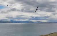 Otago Halbinsel Royal Albatross Centre &ndash; &copy; Monika Cortese (Eberhardt TRAVEL)
