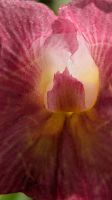 20260223_19 blühende Orchidee.jpg &ndash; &copy; Michael Rass (Eberhardt TRAVEL)
