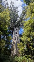 20260225_16 Der Lord of the Forrest.jpg