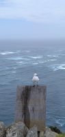 20260226_11 am Kap Reinga.jpg