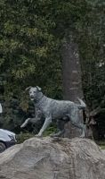 20260303_6 Augenhunde.jpg