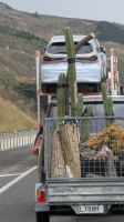 20260303_11 Kaktus auf großer Fahrt.jpg