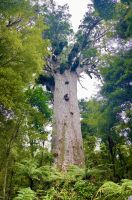 Tane Mahuta ist bereits 2000 Jahre alt und aeltester Baum hier
