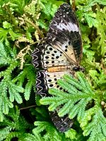 Oh wie delikat ist dieser Schmetterling