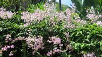 0089 Singapur - Orchideengarten &ndash; &copy; Annette Weise (Eberhardt TRAVEL)