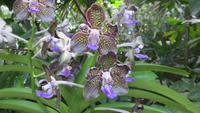 0107 Singapur - Orchideengarten &ndash; &copy; Annette Weise (Eberhardt TRAVEL)