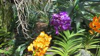 0113 Singapur - Orchideengarten &ndash; &copy; Annette Weise (Eberhardt TRAVEL)