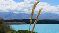0230 Lake Tekapo &ndash; &copy; Annette Weise (Eberhardt TRAVEL)