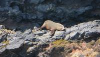 0310 Otago-Halbinsel - Bootsfahrt - Pelzrobben &ndash; &copy; Annette Weise (Eberhardt TRAVEL)