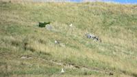 0316 Otago-Halbinsel - Bootsfahrt - Albatros &ndash; &copy; Annette Weise (Eberhardt TRAVEL)