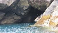 0435  Milford-Sound - Fahrt mit der Milford Marnier - Ausflug mit dem Tenderboot - Robbe &ndash; &copy; Annette Weise (Eberhardt TRAVEL)