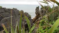 0826 Punakaiki - Pfannkchenfelsen - &ndash; &copy; Annette Weise (Eberhardt TRAVEL)