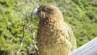 0878 Fahrt durch den Arthurs-Nationalpark - Nationalparkzentrum Kea &ndash; &copy; Annette Weise (Eberhardt TRAVEL)