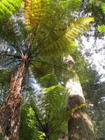 1191 Rotorua -  Park Rainbow-Springs - Baumfarn &ndash; &copy; Annette Weise (Eberhardt TRAVEL)