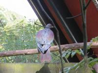 1193 Rotorua -  Park Rainbow-Springs - Waldtaube &ndash; &copy; Annette Weise (Eberhardt TRAVEL)