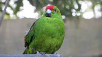 1195 Rotorua - Park Rainbow-Springs - &ndash; &copy; Annette Weise (Eberhardt TRAVEL)