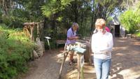 1376 Ausflug zum Cap Reinga - Gumdigger-Park - &ndash; &copy; Annette Weise (Eberhardt TRAVEL)