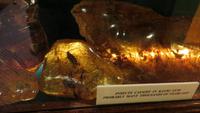 1541 Fahrt nach Auckland - Besuch Kauri-Museum - Kauri-Harz &ndash; &copy; Annette Weise (Eberhardt TRAVEL)