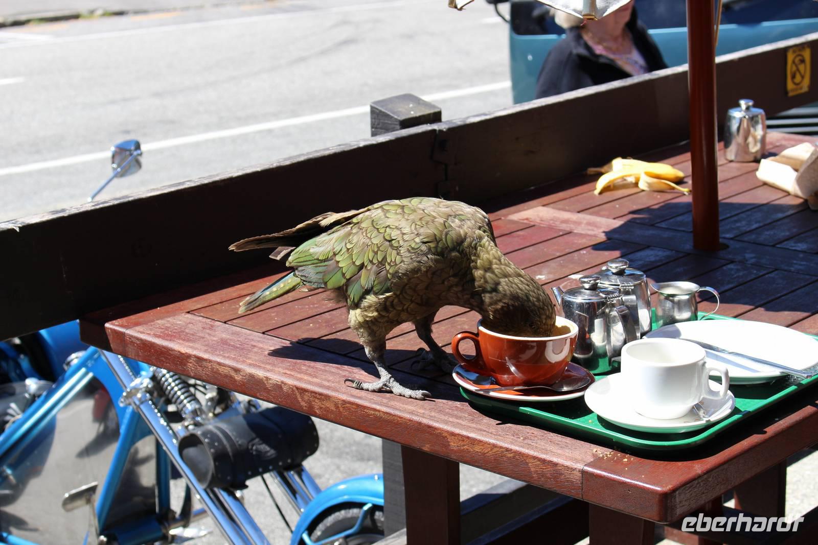 Kea in Arthur's Pass &ndash; &copy; Marianne Schulze (Eberhardt TRAVEL)