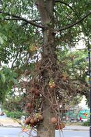 Kanonenkugelbaum &ndash; &copy; Marianne Schulze (Eberhardt TRAVEL)