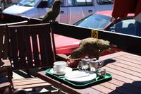Kea in Arthur's Pass &ndash; &copy; Marianne Schulze (Eberhardt TRAVEL)