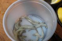 rohe Whitebaits &ndash; &copy; Marianne Schulze (Eberhardt TRAVEL)