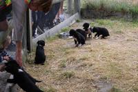 Hundewelpen &ndash; &copy; Marianne Schulze (Eberhardt TRAVEL)