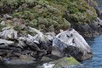 Robben im Milford Sound  &ndash; &copy; Marianne Schulze (Eberhardt TRAVEL)