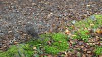 Robin (Vogel)  &ndash; &copy; Marianne Schulze (Eberhardt TRAVEL)