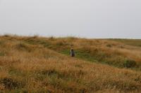Gelbaugenpinguin &ndash; &copy; Marianne Schulze (Eberhardt TRAVEL)