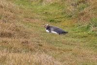 Gelbaugenpinguin &ndash; &copy; Marianne Schulze (Eberhardt TRAVEL)