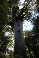 Tane Mahuta &ndash; &copy; Marianne Schulze (Eberhardt TRAVEL)