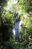 Tane Mahuta  &ndash; &copy; Marianne Schulze (Eberhardt TRAVEL)