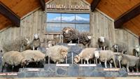 The Agrodome - Rundeise Neuseeland - Nordinsel &ndash; &copy; Benjamin Rodriguez Manzanares (Eberhardt TRAVEL)